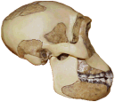 Homo habilis - Human Origins