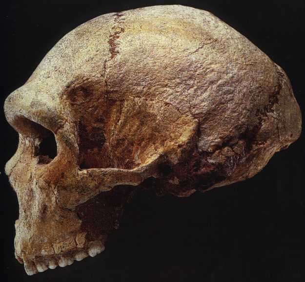 Essay about Homo Sapiens Neanderthalensis